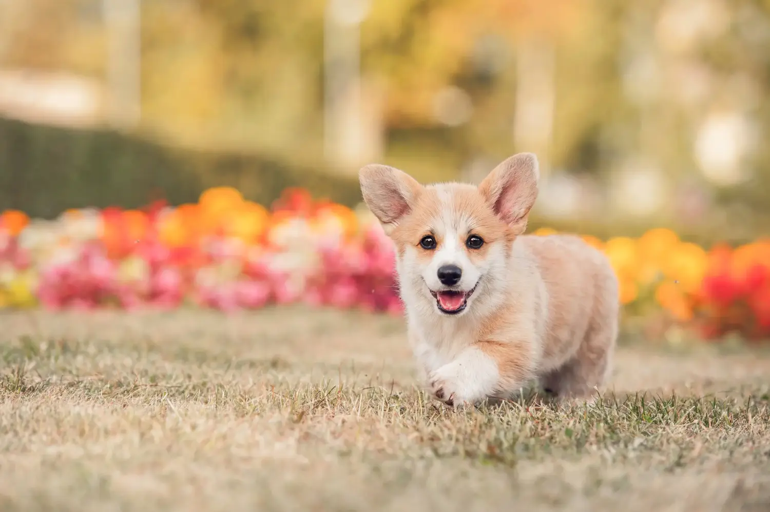 Einen Welsh Corgi Welpen zu kaufen, bedeutet Verantwortung zu übernehmen! Welsh Corgi Welpen kaufen.