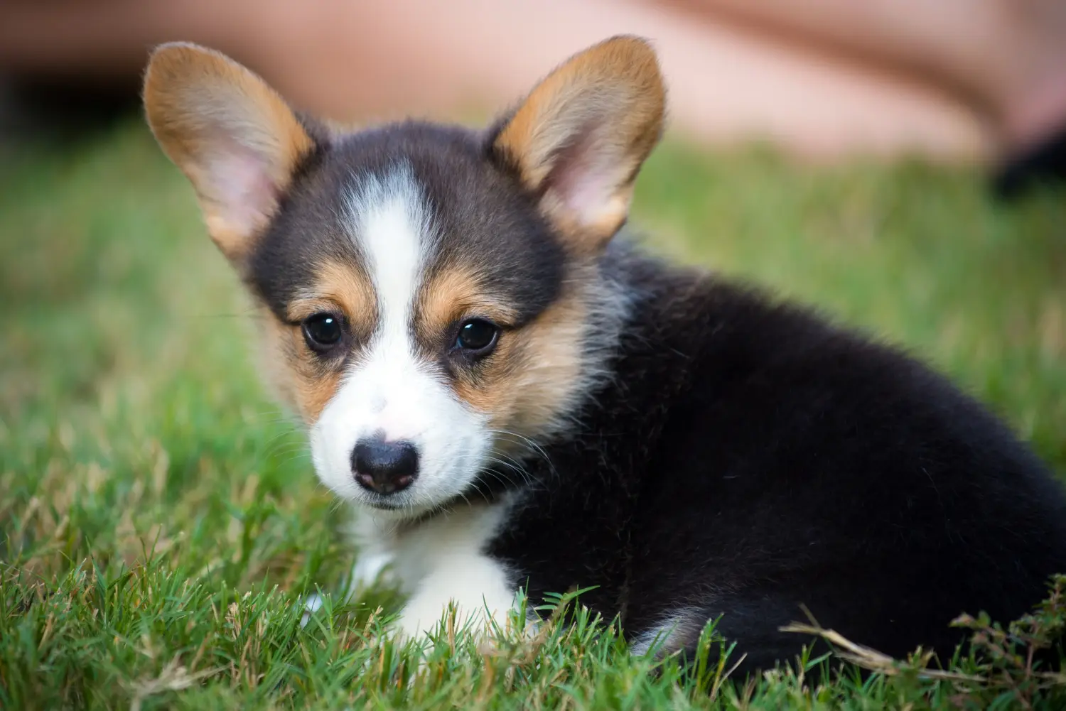 Einen Welsh Corgi Welpen zu kaufen, bedeutet Verantwortung zu übernehmen! Welsh Corgi Welpen kaufen.