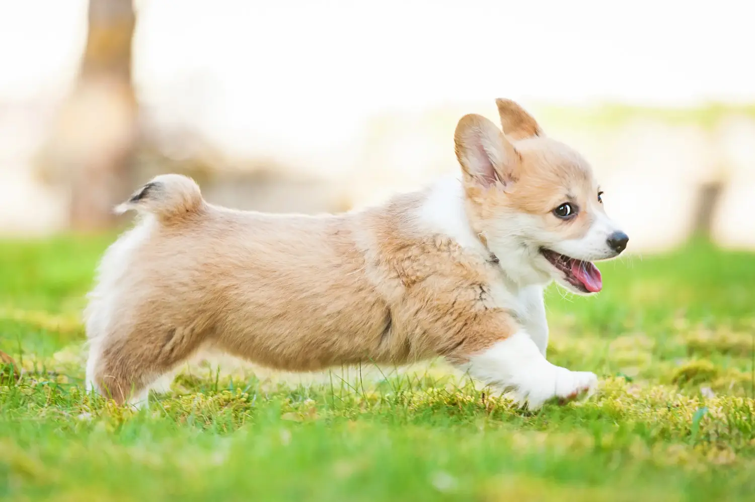 Einen Welsh Corgi Welpen zu kaufen, bedeutet Verantwortung zu übernehmen! Welsh Corgi Welpen kaufen.