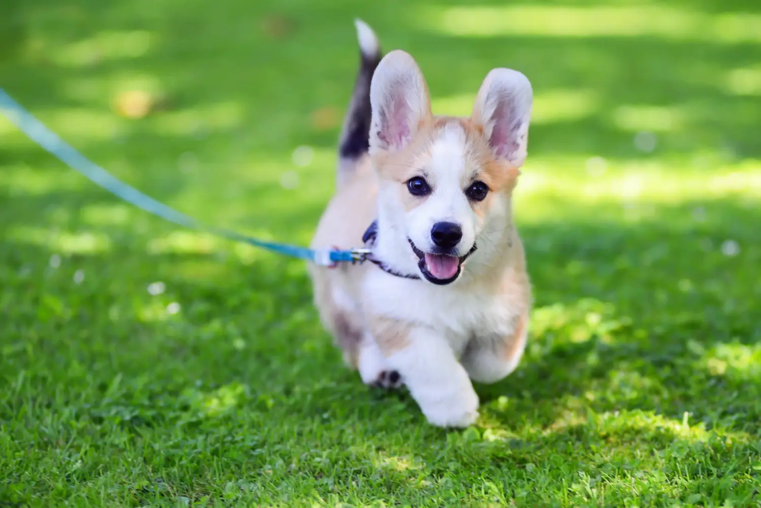 Einen Welsh Corgi Welpen zu kaufen, bedeutet Verantwortung zu übernehmen! Welsh Corgi Welpen kaufen.