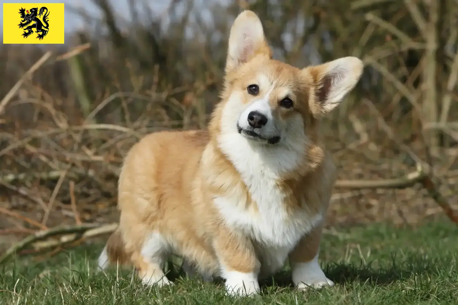 Welsh Corgi Welpen und Züchter Flandern Hier findest Du Welsh Corgis Züchter in Flandern.