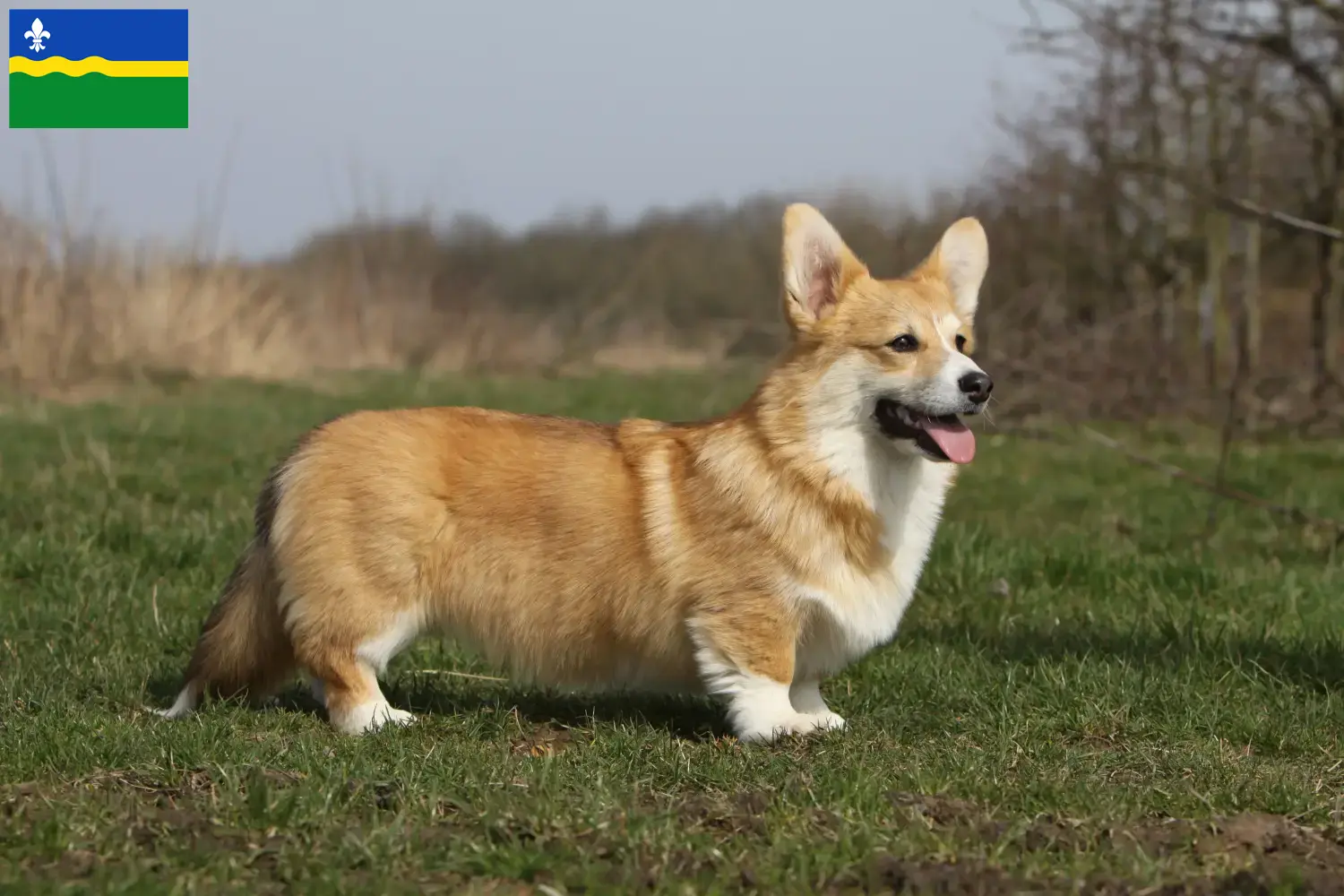 Welsh Corgi Welpen und Züchter Flevoland Hier findest Du Welsh Corgis Züchter in Flevoland.