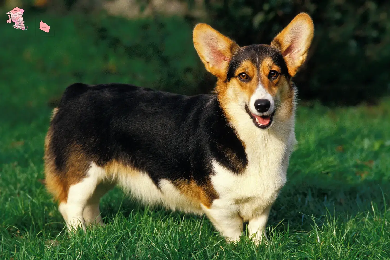 Welsh Corgi Welpen und Züchter Hovedstaden Hier findest Du Welsh Corgis Züchter in Hovedstaden.