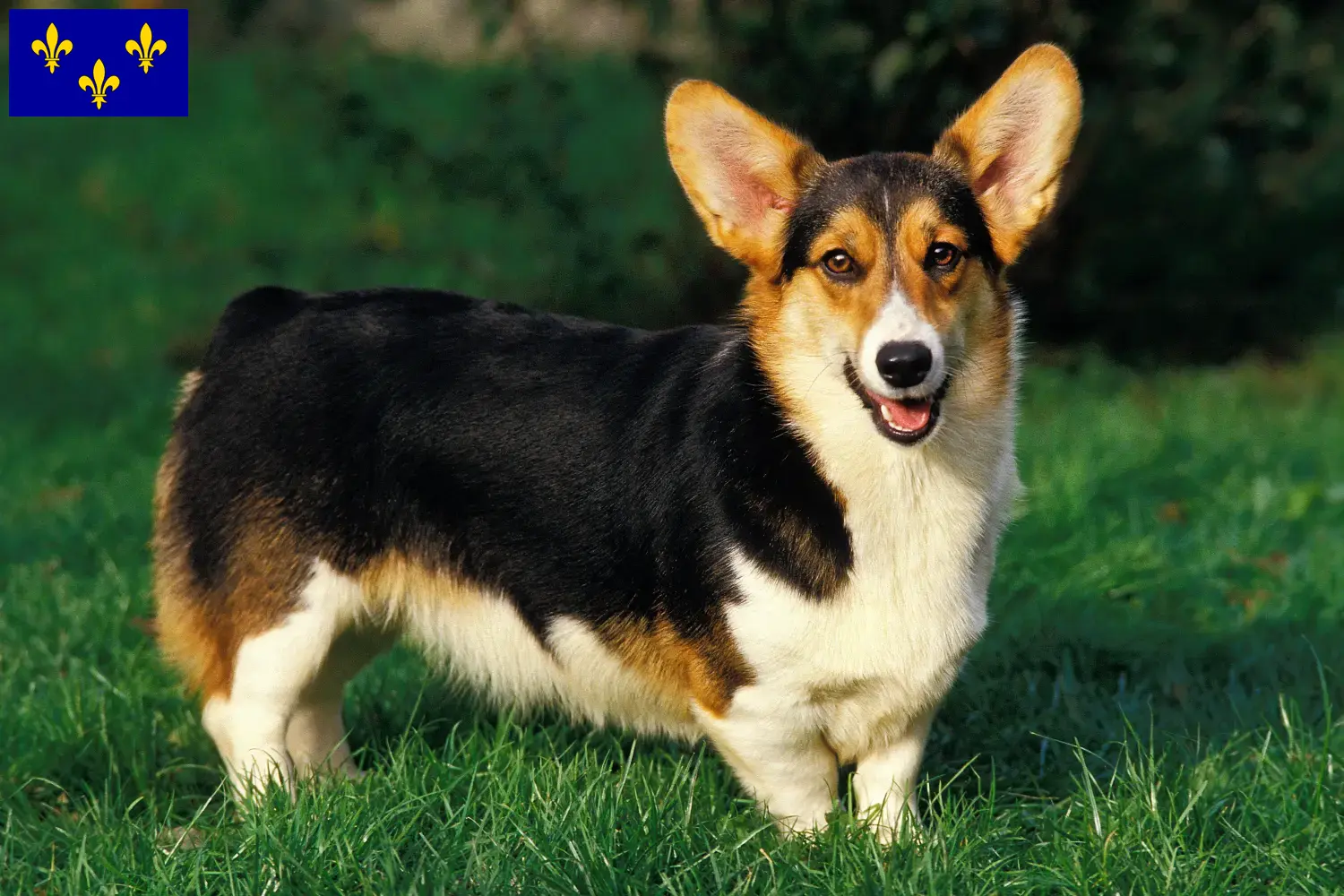 Welsh Corgi Welpen und Züchter Île-de-France Hier findest Du Welsh Corgis Züchter in Île-de-France.