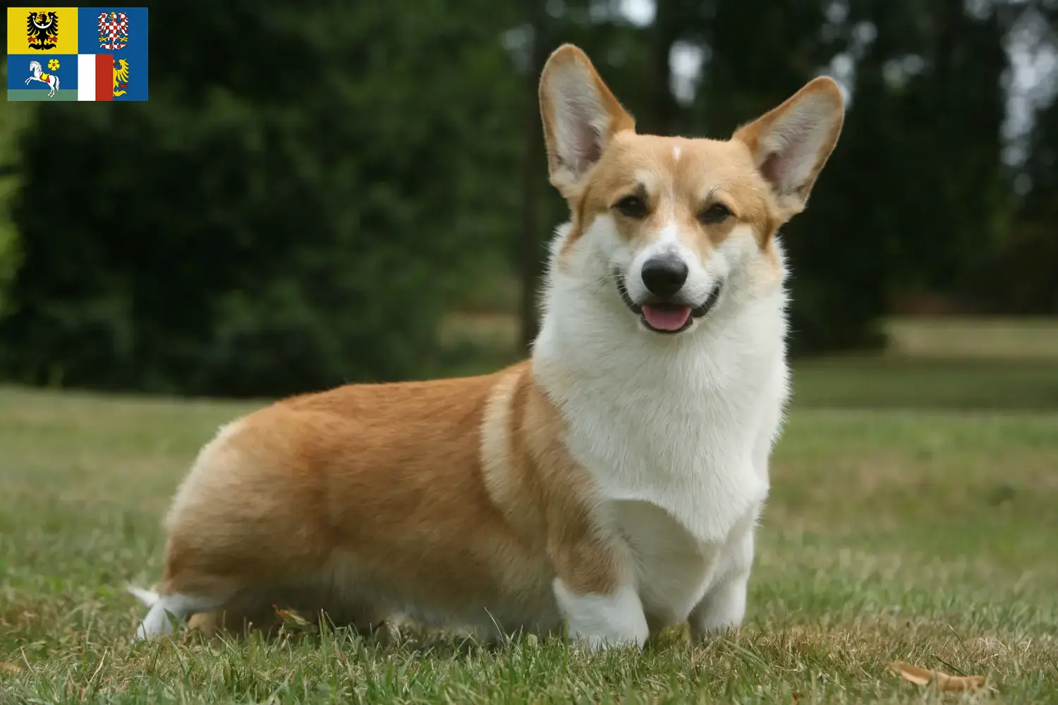 Welsh Corgi Welpen und Züchter Mähren-Schlesien Hier findest Du Welsh Corgis Züchter in Mähren-Schlesien.