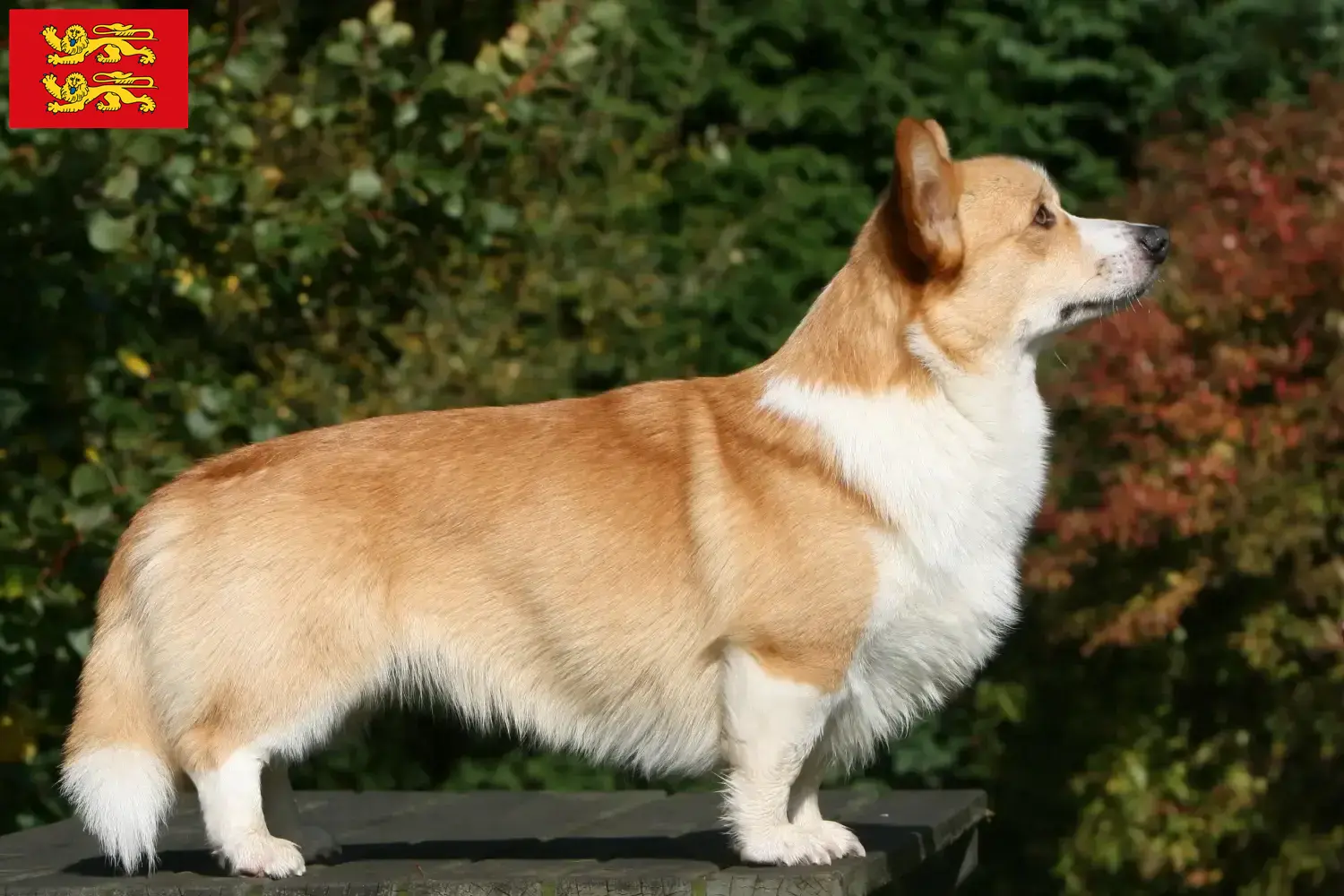 Welsh Corgi Welpen und Züchter Normandie Hier findest Du Welsh Corgis Züchter in der Normandie.