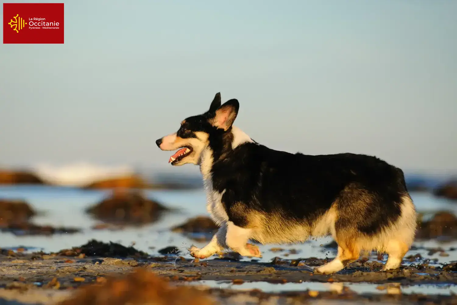 Welsh Corgi Welpen und Züchter Okzitanien Hier findest Du Welsh Corgis Züchter in Okzitanien.