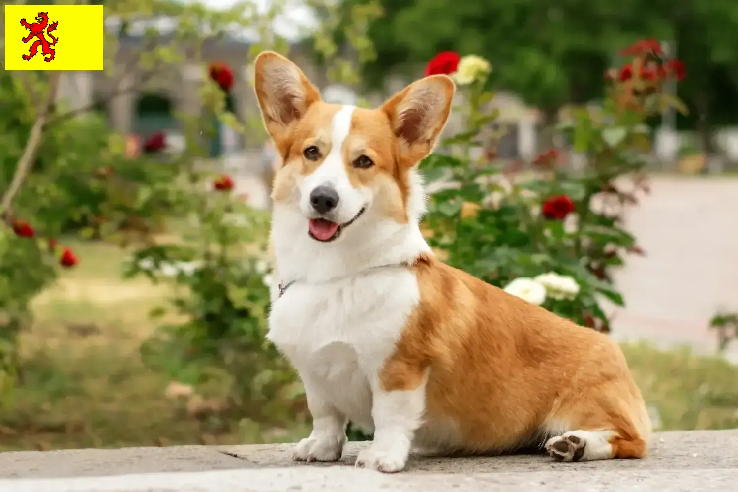 Welsh Corgi Welpen und Züchter Südholland Hier findest Du Welsh Corgis Züchter in Südholland.