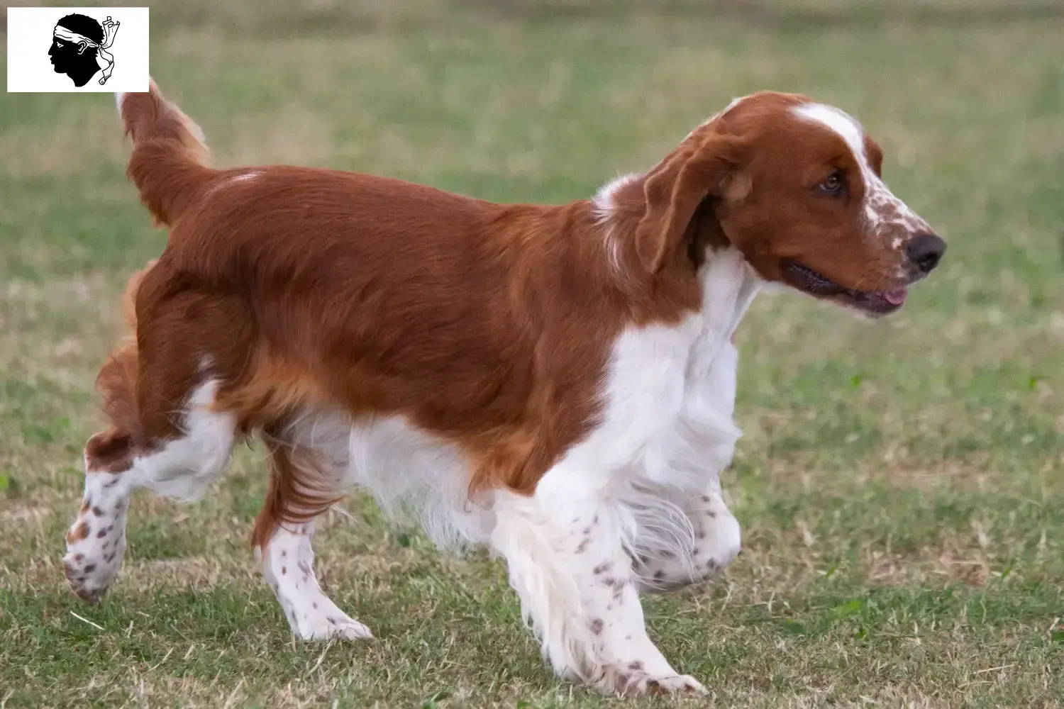 Welsh Springer Spaniel Welpen und Züchter Korsika Hier findest Du Welsh Springer Spaniels Züchter auf Korsika.
