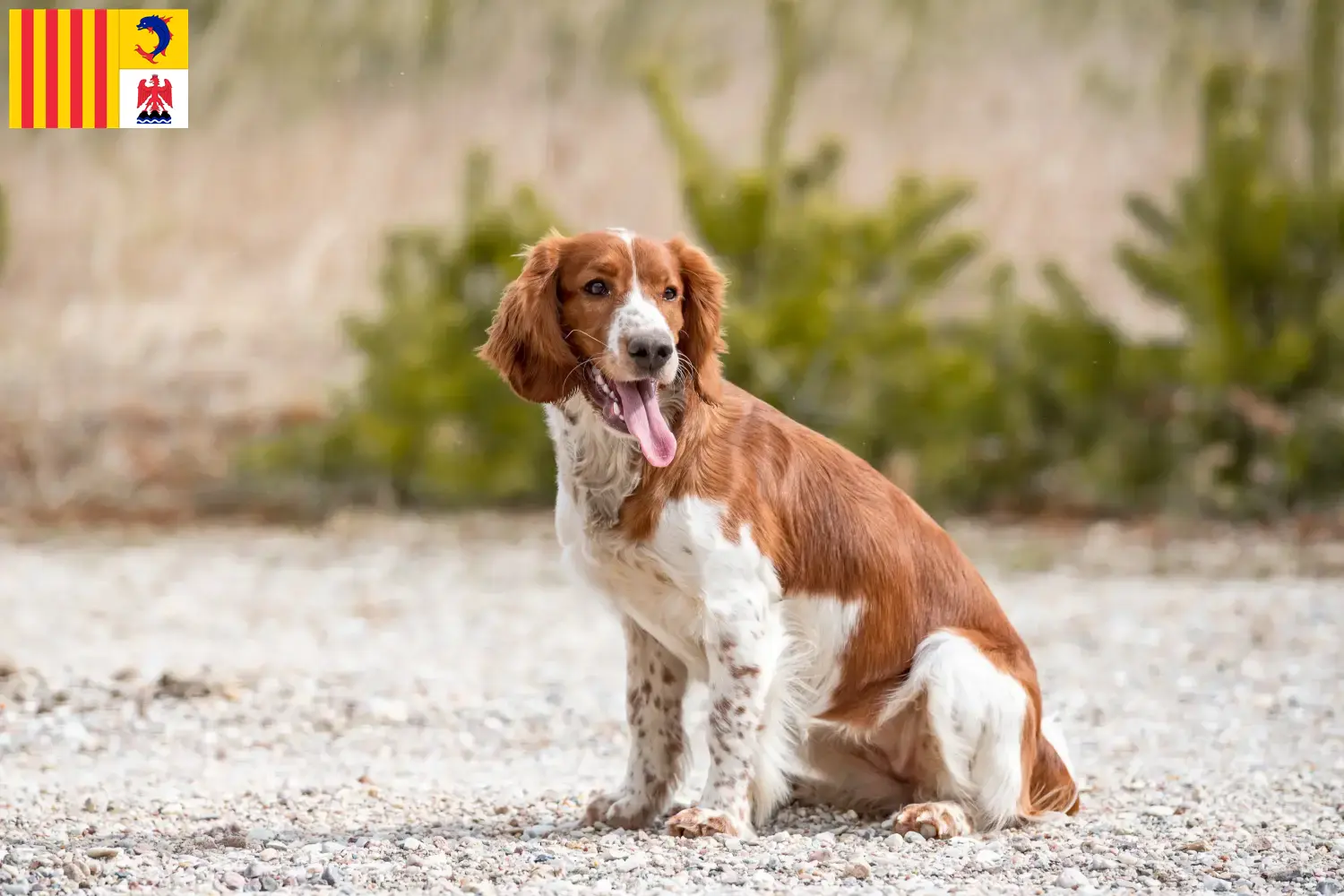 Welsh Springer Spaniel Welpen und Züchter Provence-Alpes-Côte d’Azur Hier findest Du Welsh Springer Spaniels Züchter in der Provence-Alpes-Côte d’Azur.