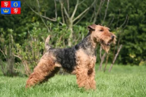 Mehr über den Artikel erfahren Welsh Terrier Züchter und Welpen in Hradec Králové