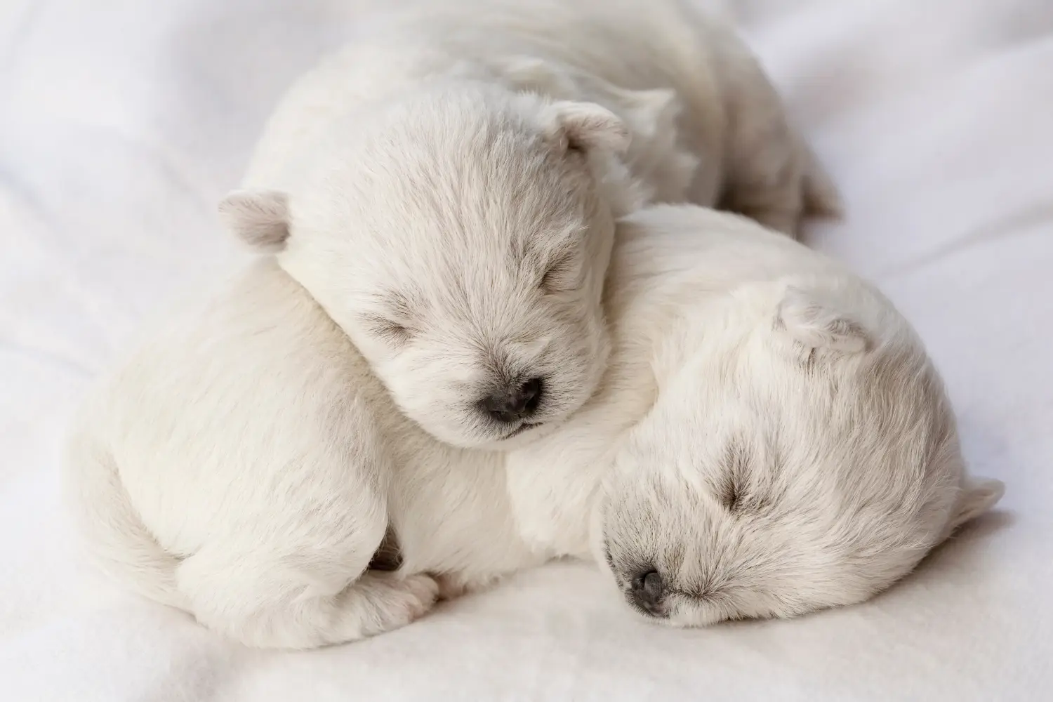 Einen Westie Welpen zu kaufen, bedeutet Verantwortung zu übernehmen! Westie Welpen kaufen.