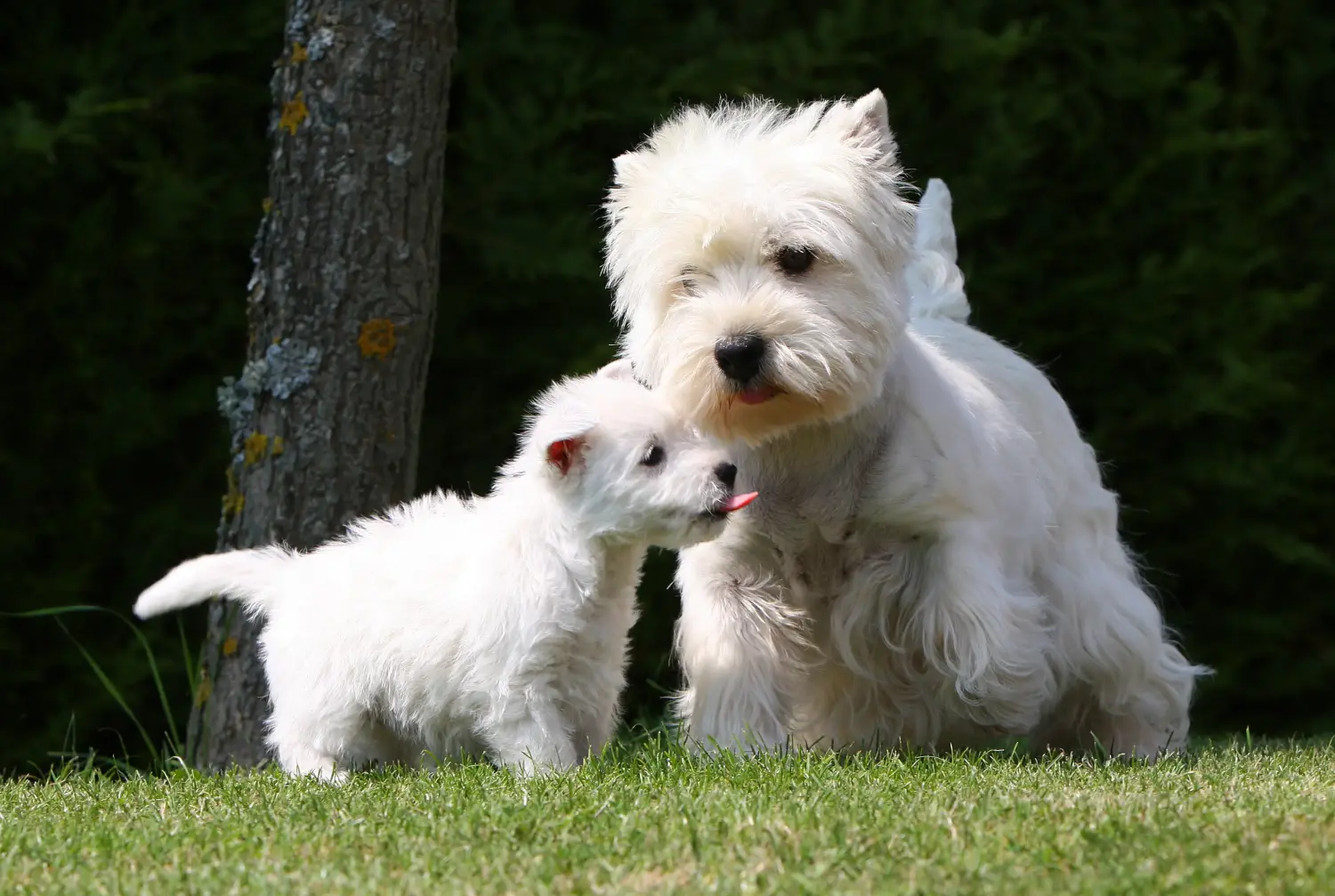 Einen Westie Welpen zu kaufen, bedeutet Verantwortung zu übernehmen! Westie Welpen kaufen.