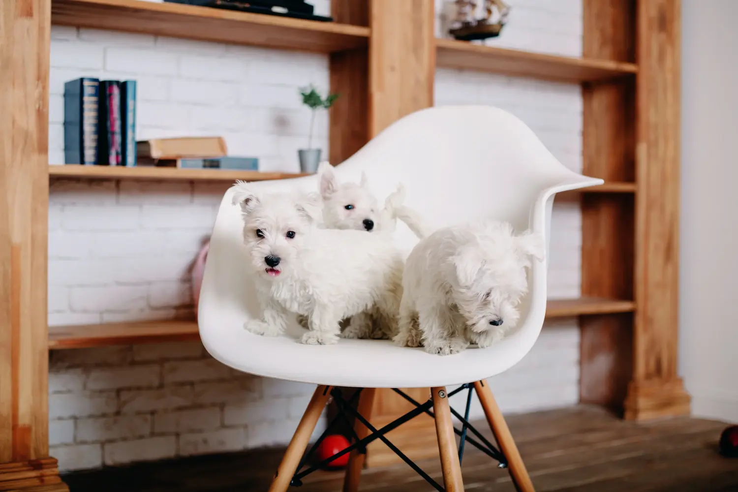 Einen Westie Welpen zu kaufen, bedeutet Verantwortung zu übernehmen! Westie Welpen kaufen.