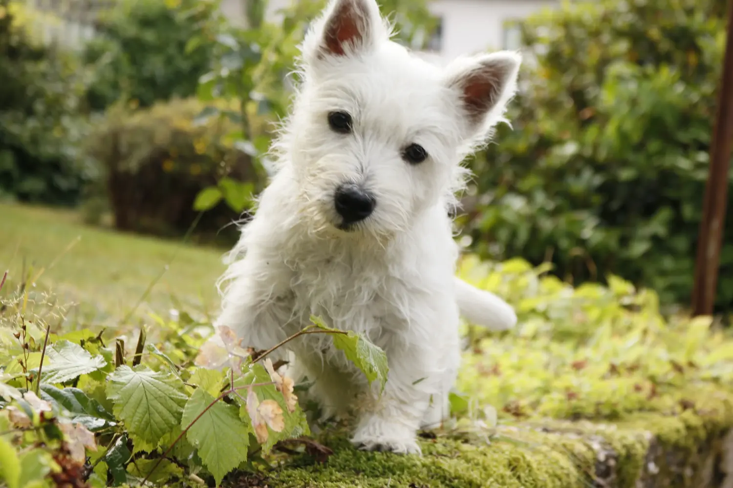 Einen Westie Welpen zu kaufen, bedeutet Verantwortung zu übernehmen! Westie Welpen kaufen.