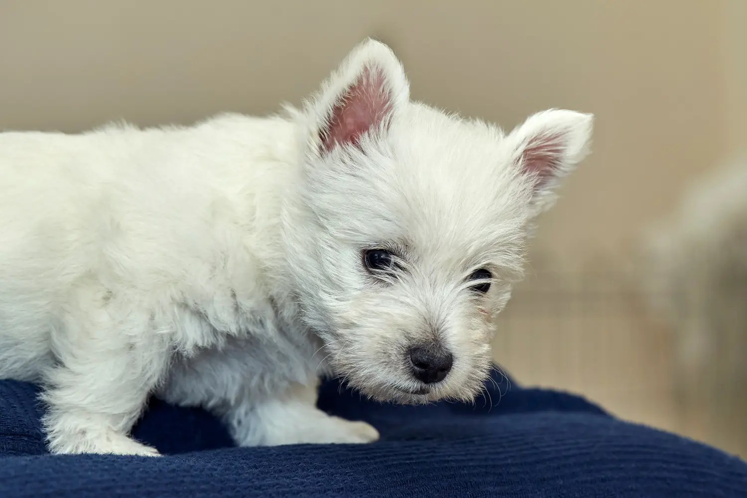 Einen Westie Welpen zu kaufen, bedeutet Verantwortung zu übernehmen! Westie Welpen kaufen.