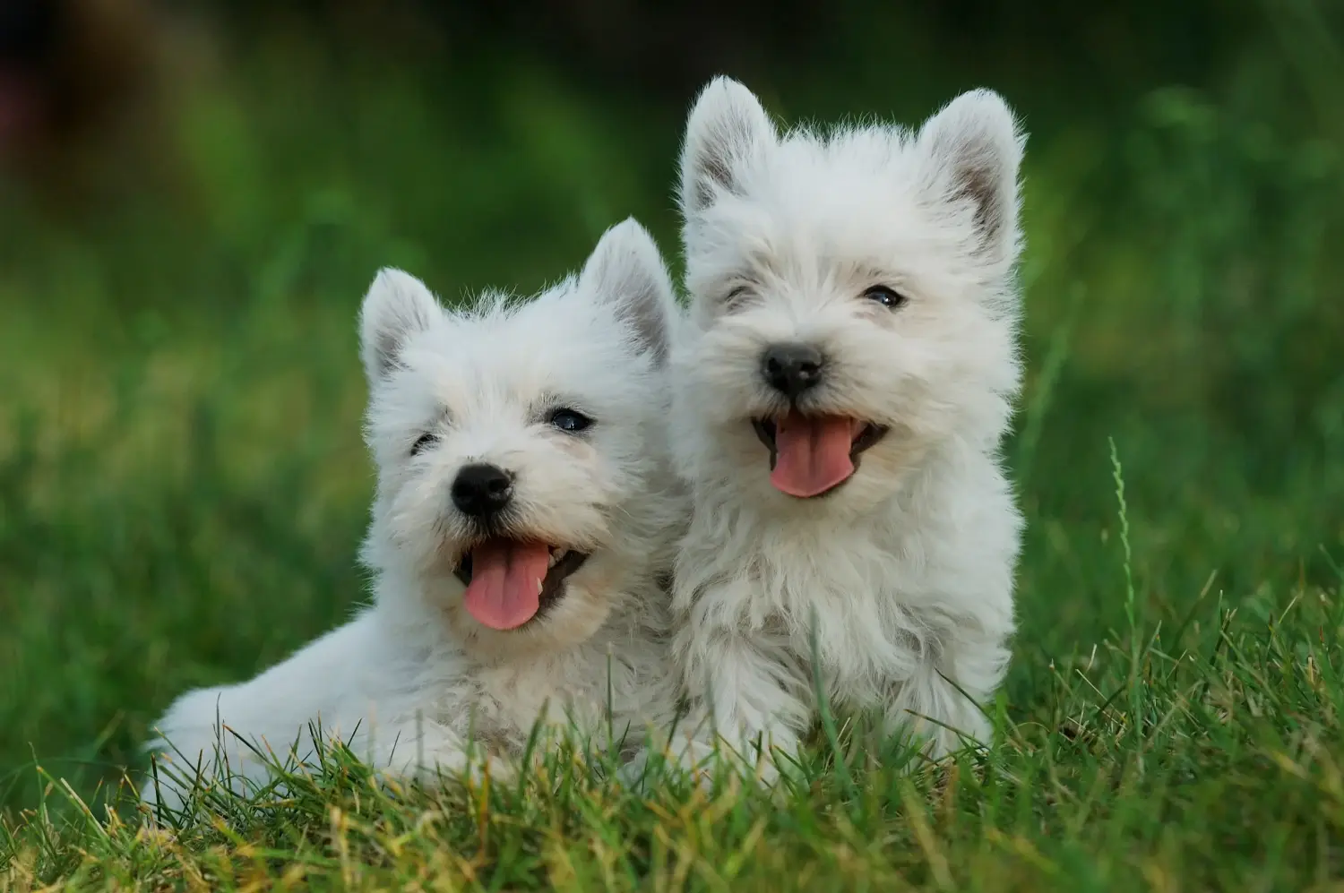 Einen Westie Welpen zu kaufen, bedeutet Verantwortung zu übernehmen! Westie Welpen kaufen.