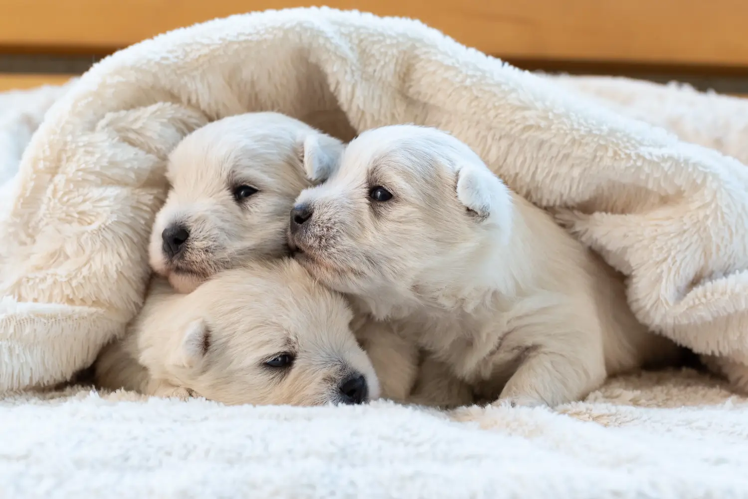 Einen Westie Welpen zu kaufen, bedeutet Verantwortung zu übernehmen! Westie Welpen kaufen.