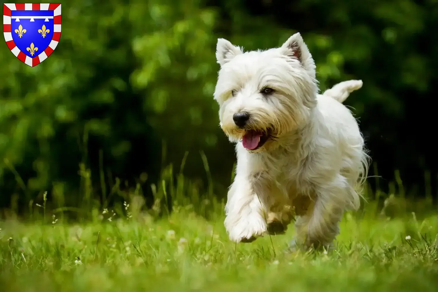 Westie Welpen und Züchter Centre-Val de Loire Hier findest Du Westies Züchter in Centre-Val de Loire.