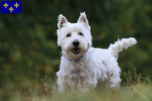 Mehr über den Artikel erfahren Westie Züchter und Welpen in Île-de-France
