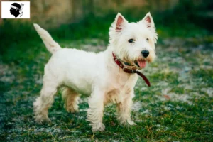 Mehr über den Artikel erfahren Westie Züchter und Welpen auf Korsika