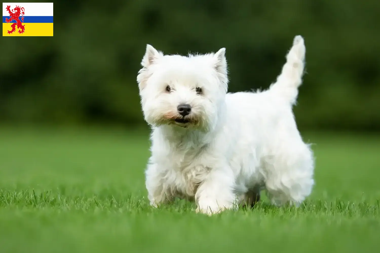 Westie Welpen und Züchter Limburg Hier findest Du Westies Züchter in Limburg.