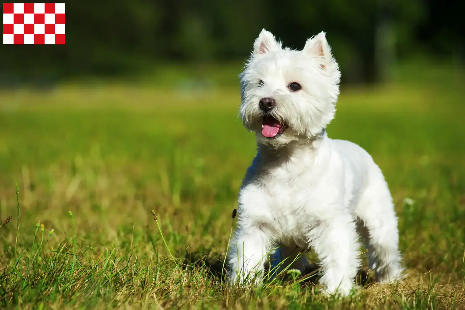 Westie Welpen und Züchter Nordbrabant Hier findest Du Westies Züchter in Nordbrabant.