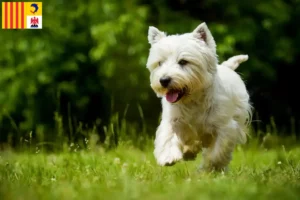 Mehr über den Artikel erfahren Westie Züchter und Welpen in der Provence-Alpes-Côte d’Azur