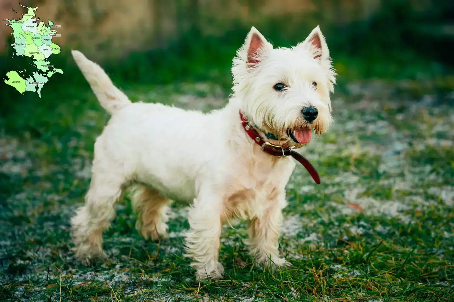 Westie Welpen und Züchter Sjælland Hier findest Du Westies Züchter in Sjælland.