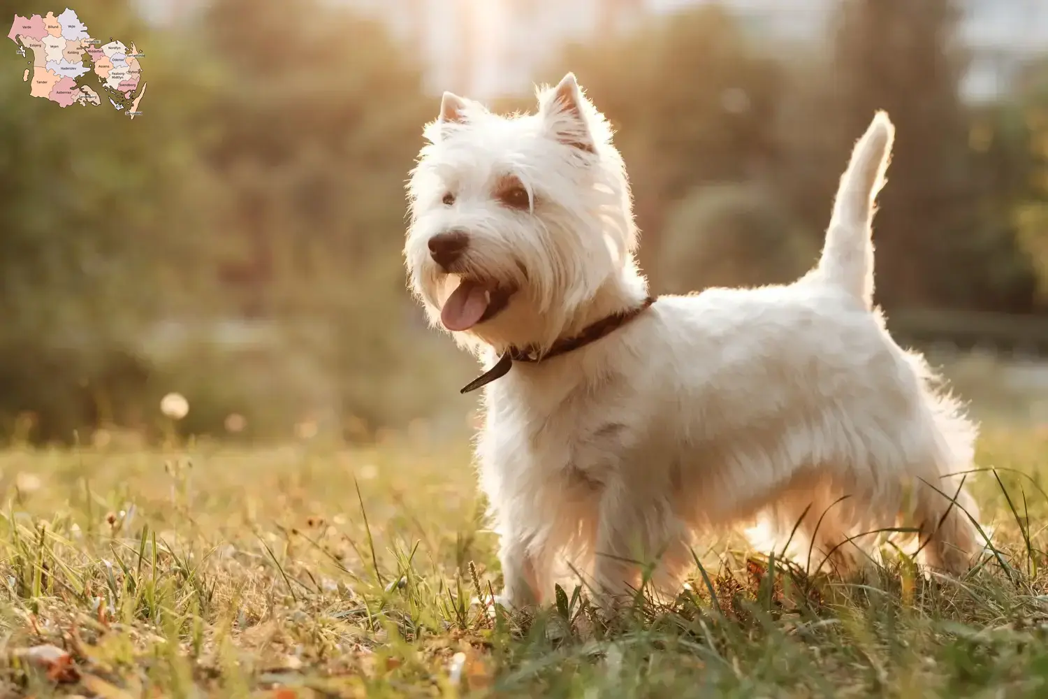 Westie Welpen und Züchter Syddanmark Hier findest Du Westies Züchter in Syddanmark.