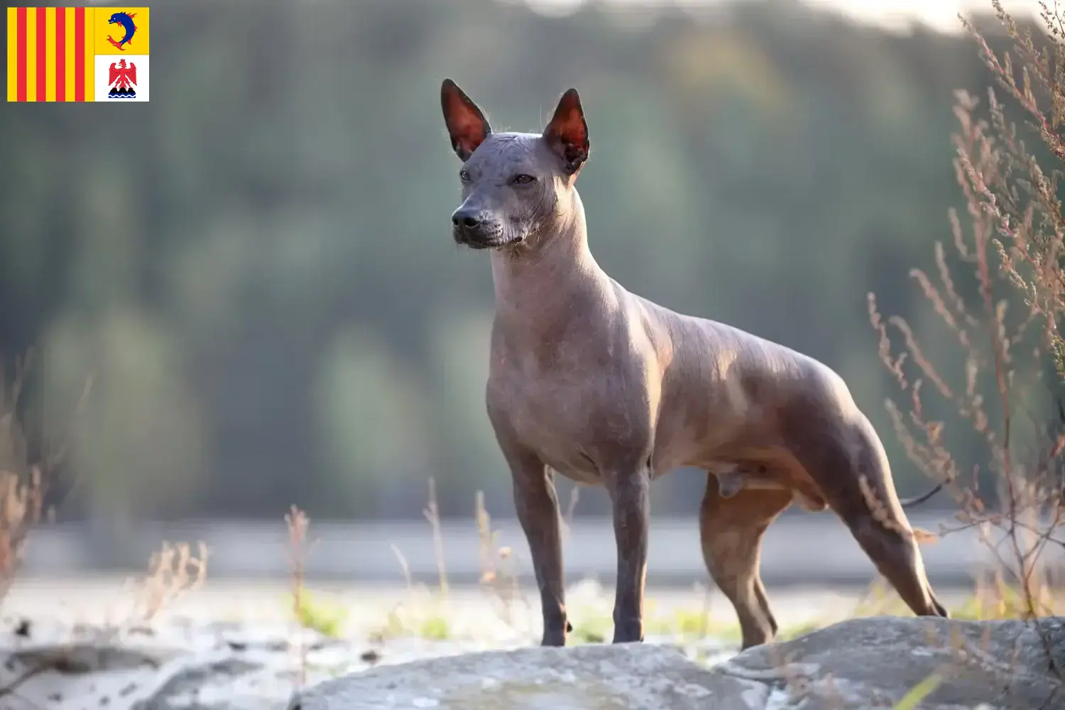 Xolo Welpen und Züchter Provence-Alpes-Côte d’Azur Hier findest Du Xolos Züchter in der Provence-Alpes-Côte d’Azur.
