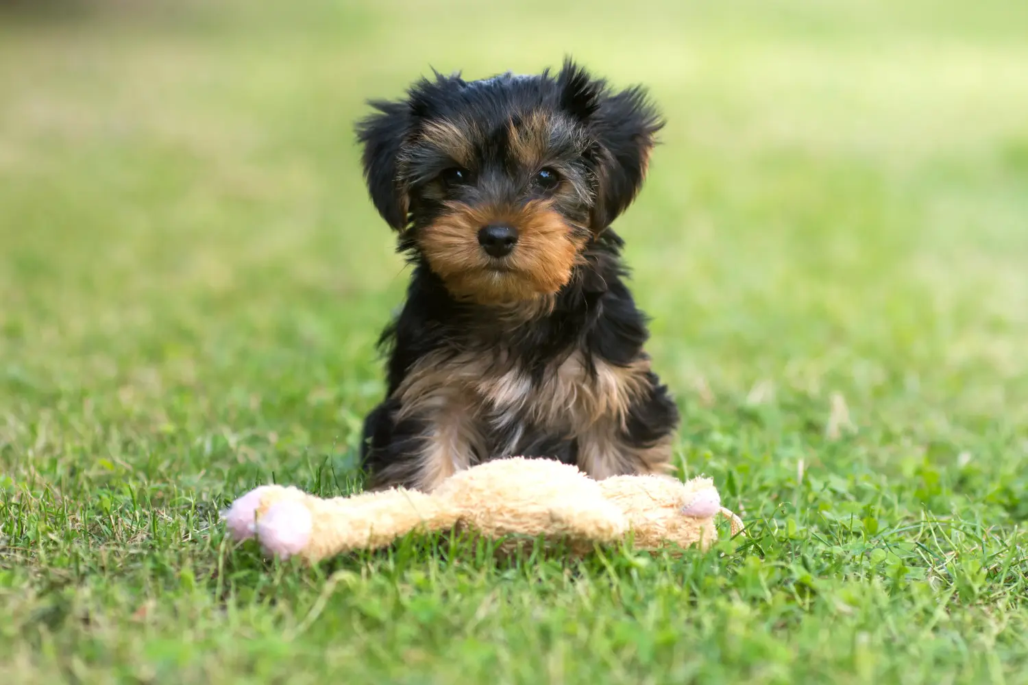 Einen Yorkshire Terrier Welpen zu kaufen, bedeutet Verantwortung zu übernehmen! Yorkshire Terrier Welpen kaufen.