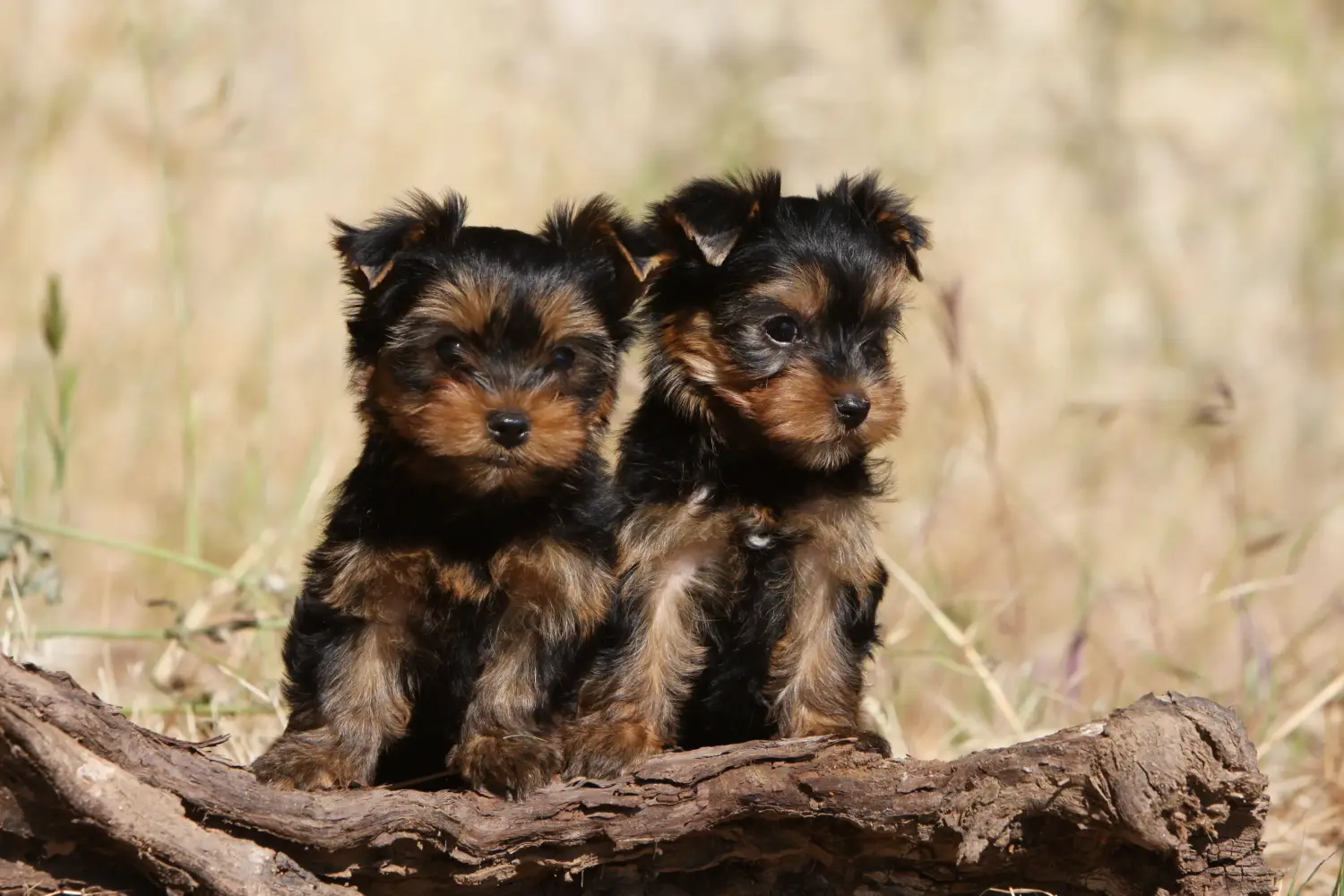 Einen Yorkshire Terrier Welpen zu kaufen, bedeutet Verantwortung zu übernehmen! Yorkshire Terrier Welpen kaufen.