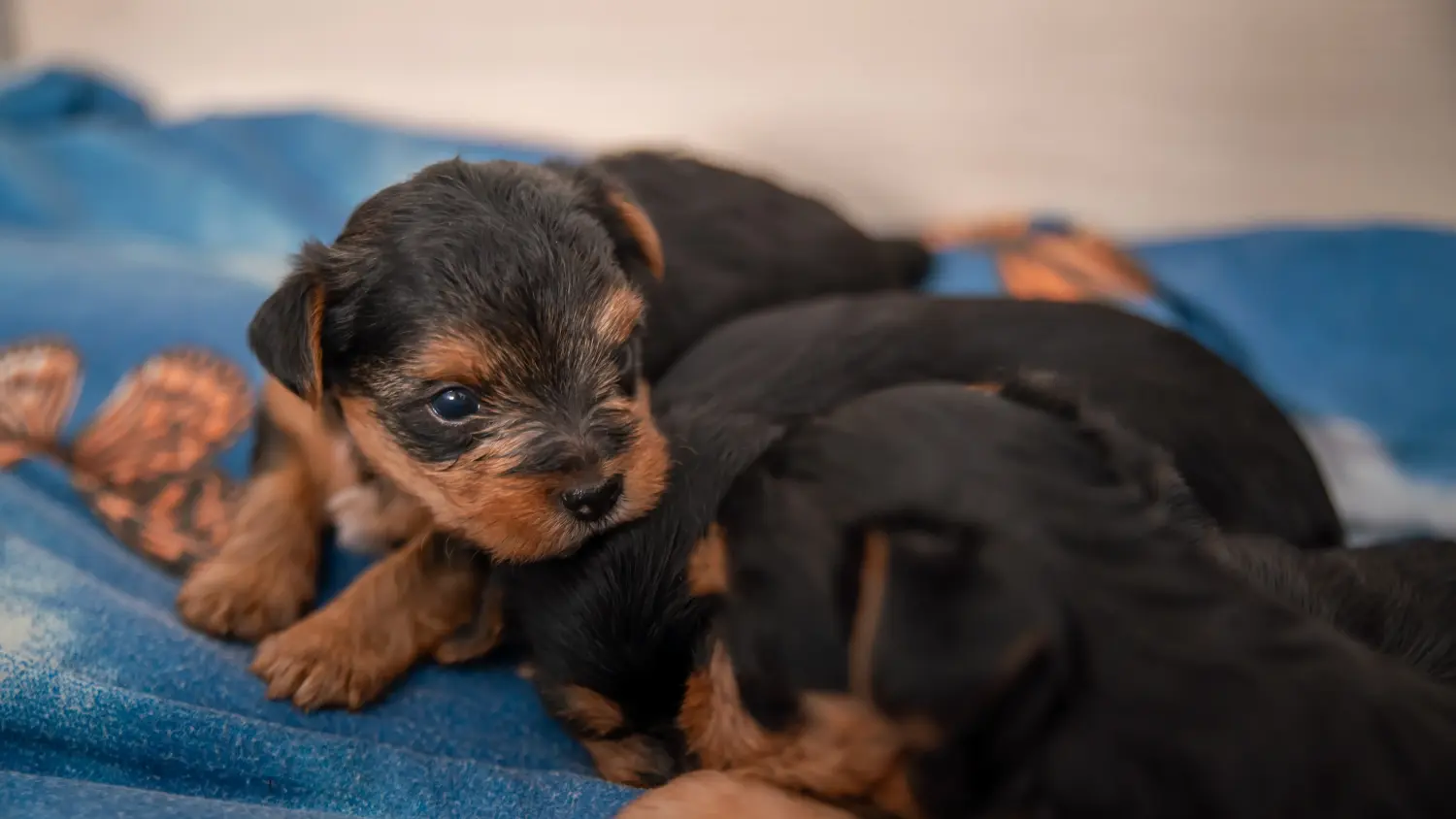 Einen Yorkshire Terrier Welpen zu kaufen, bedeutet Verantwortung zu übernehmen! Yorkshire Terrier Welpen kaufen.
