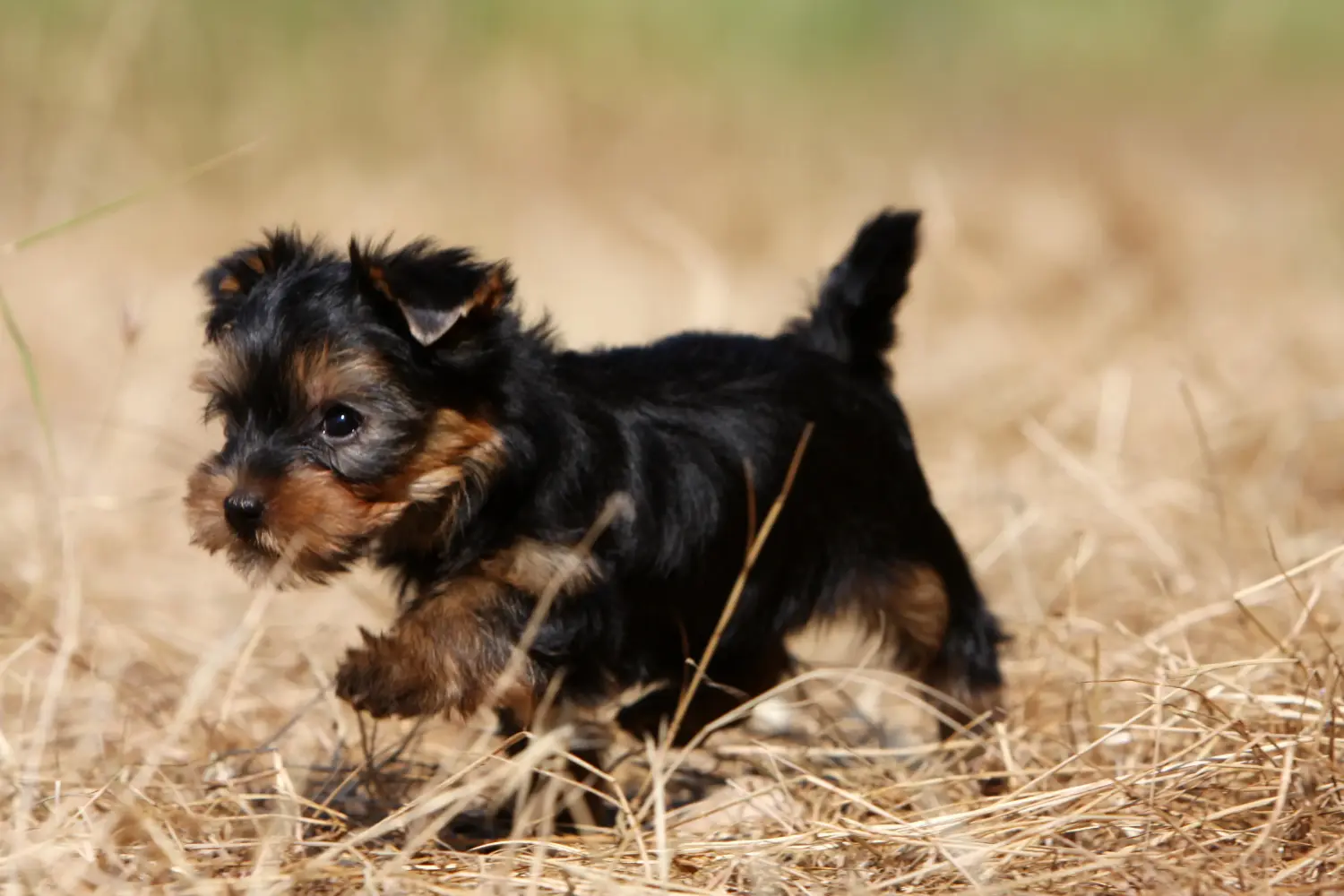 Einen Yorkshire Terrier Welpen zu kaufen, bedeutet Verantwortung zu übernehmen! Yorkshire Terrier Welpen kaufen.