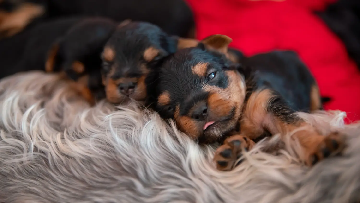 Einen Yorkshire Terrier Welpen zu kaufen, bedeutet Verantwortung zu übernehmen! Yorkshire Terrier Welpen kaufen.
