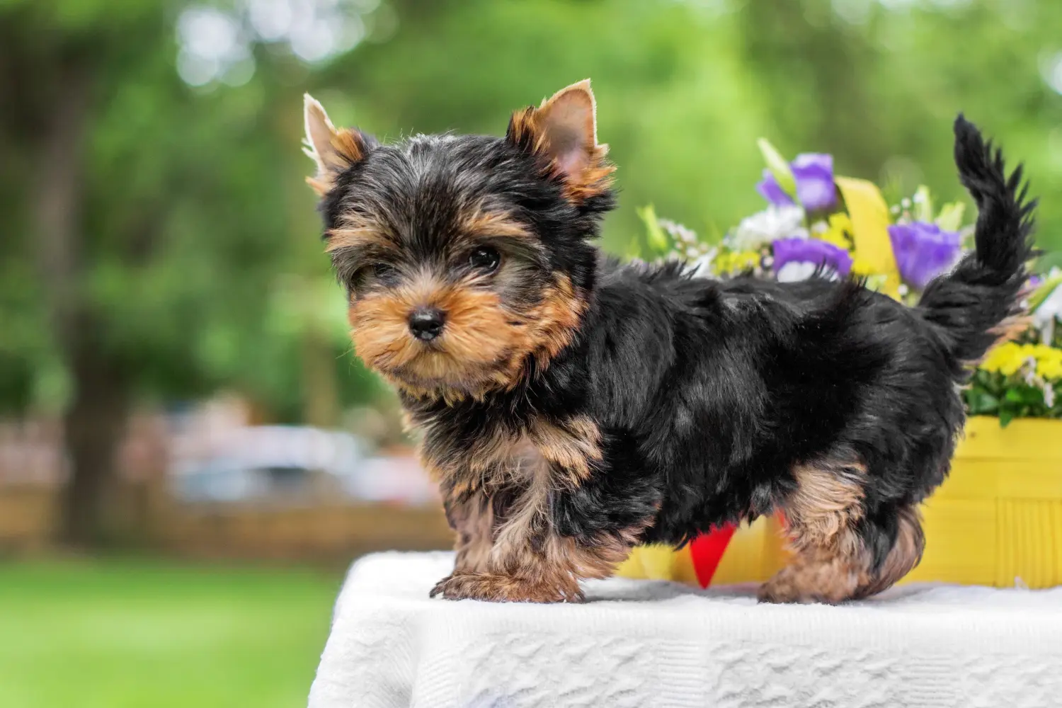 Einen Yorkshire Terrier Welpen zu kaufen, bedeutet Verantwortung zu übernehmen! Yorkshire Terrier Welpen kaufen.