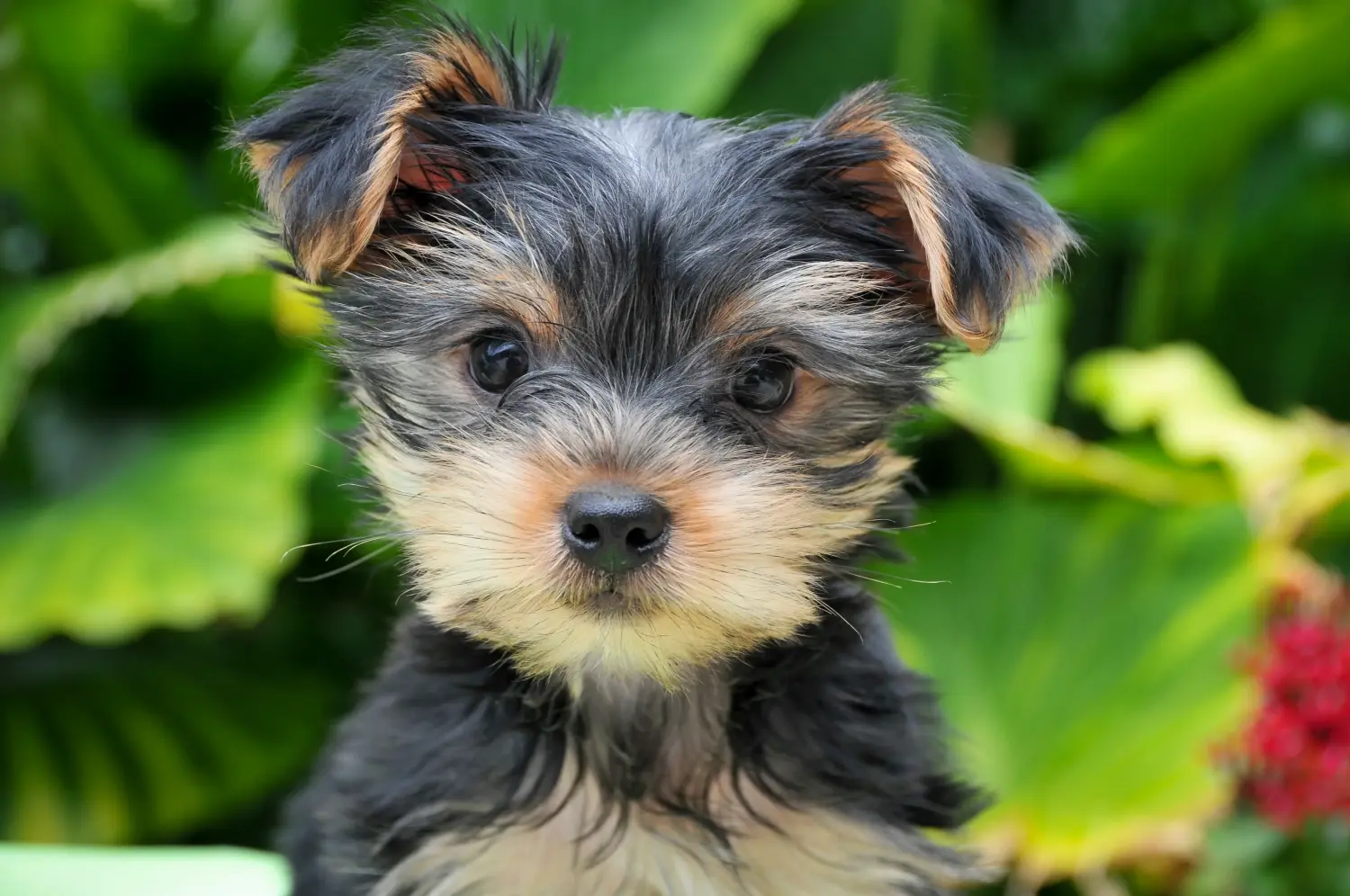 Einen Yorkshire Terrier Welpen zu kaufen, bedeutet Verantwortung zu übernehmen! Yorkshire Terrier Welpen kaufen.