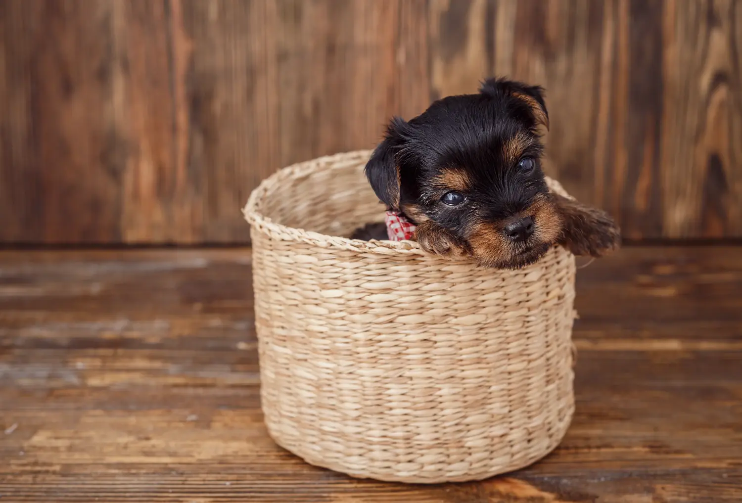 Einen Yorkshire Terrier Welpen zu kaufen, bedeutet Verantwortung zu übernehmen! Yorkshire Terrier Welpen kaufen.