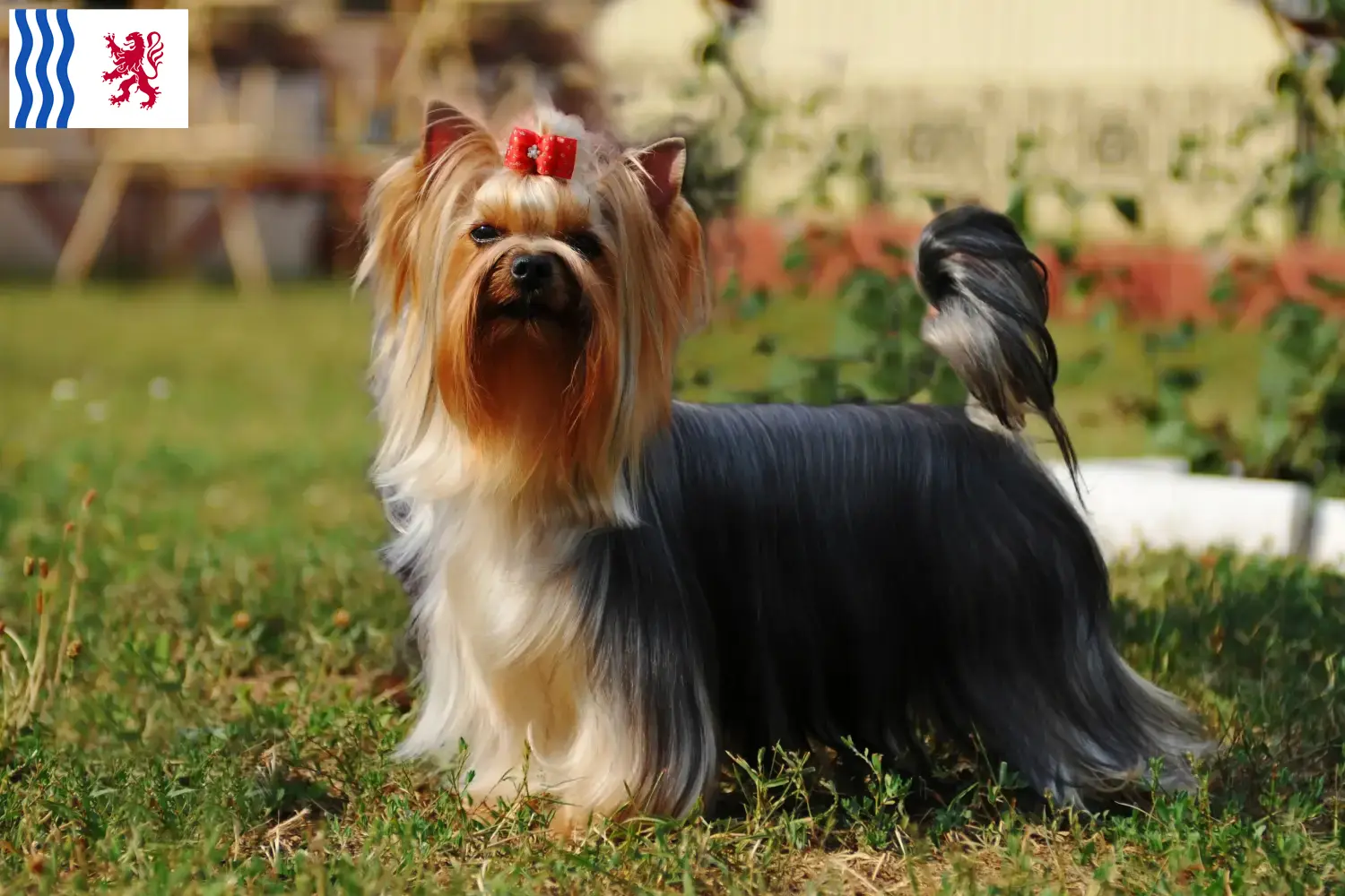 Yorkshire Terrier Welpen und Züchter Nouvelle-Aquitaine Hier findest Du Yorkshire Terrier Züchter in Nouvelle-Aquitaine.