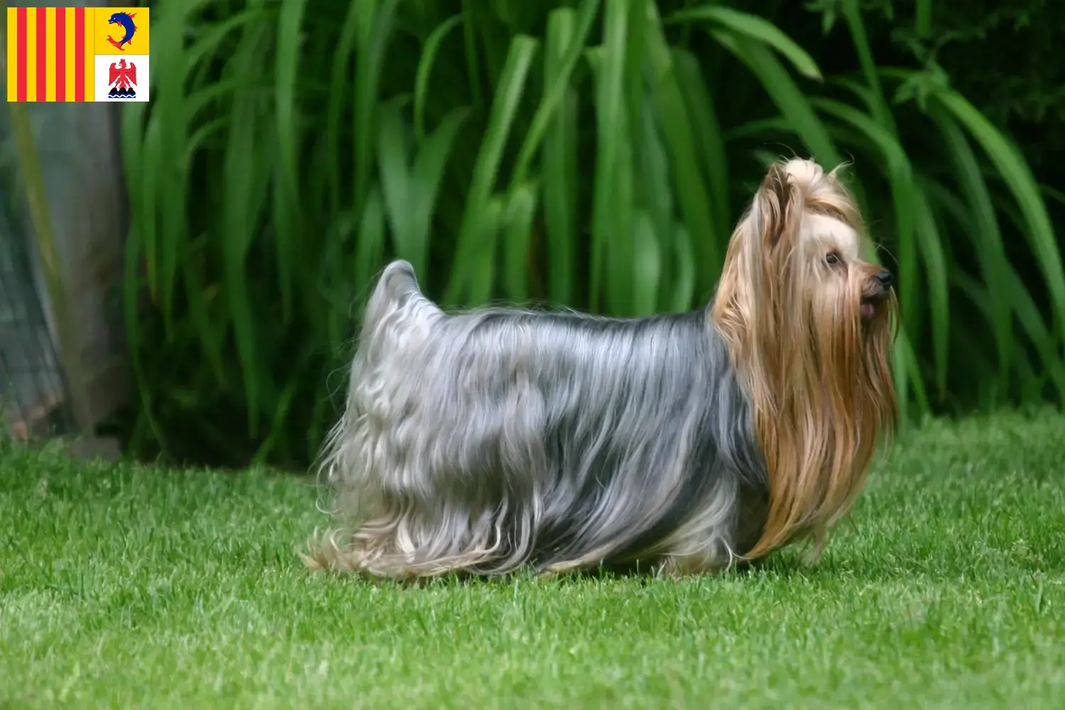 Yorkshire Terrier Welpen und Züchter Provence-Alpes-Côte d’Azur Hier findest Du Yorkshire Terrier Züchter in der Provence-Alpes-Côte d’Azur.