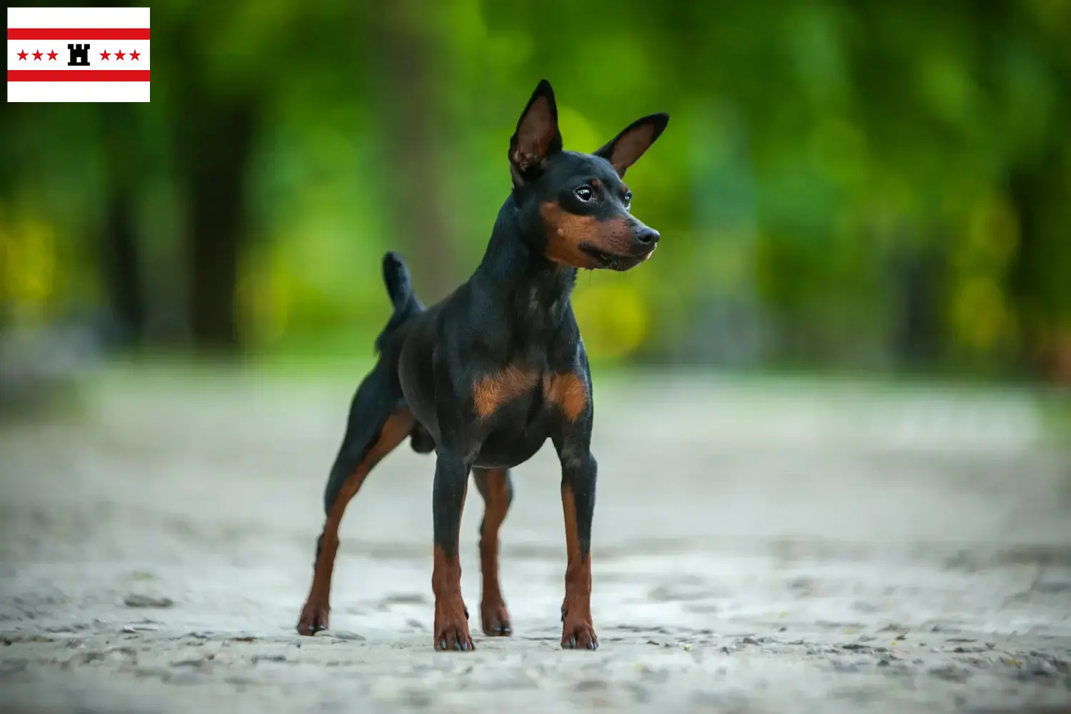Zwergpinscher Welpen und Züchter Drenthe Hier findest Du Zwergpinscher Züchter in Drenthe.