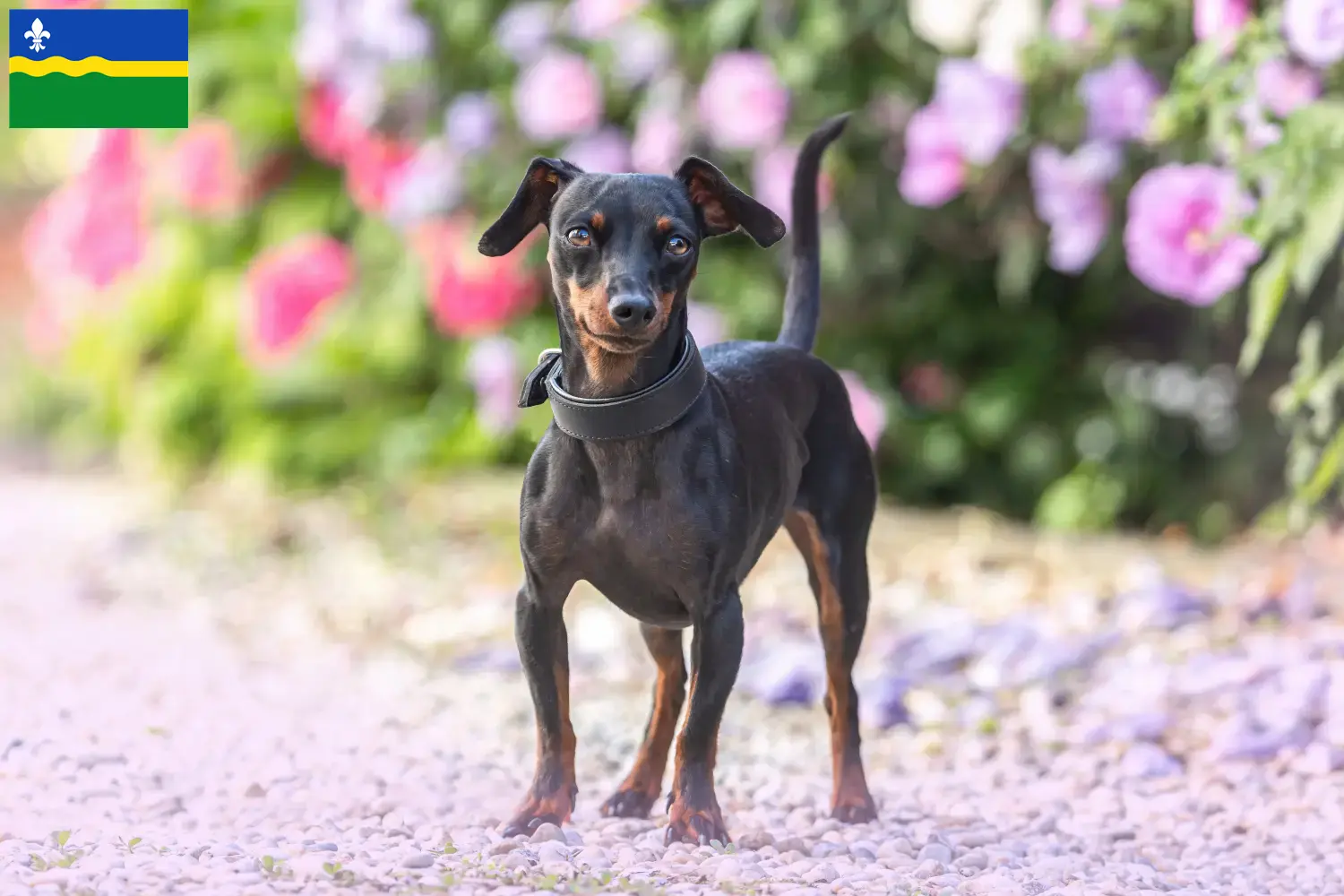 Zwergpinscher Welpen und Züchter Flevoland Hier findest Du Zwergpinscher Züchter in Flevoland.