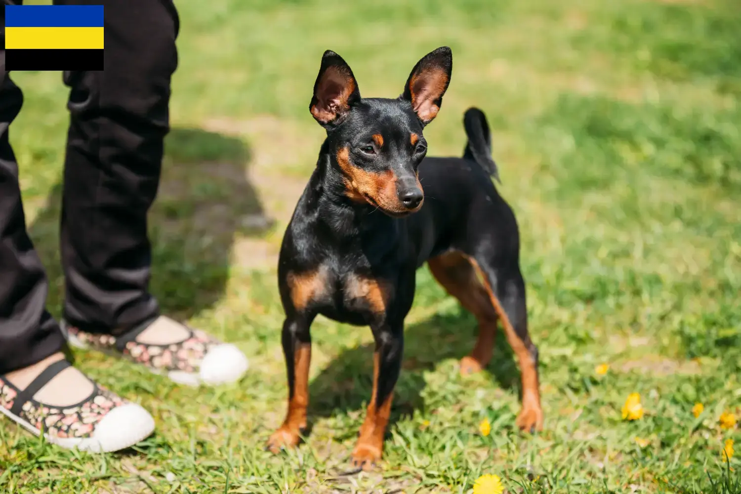 Zwergpinscher Welpen und Züchter Gelderland Hier findest Du Zwergpinscher Züchter in Gelderland.