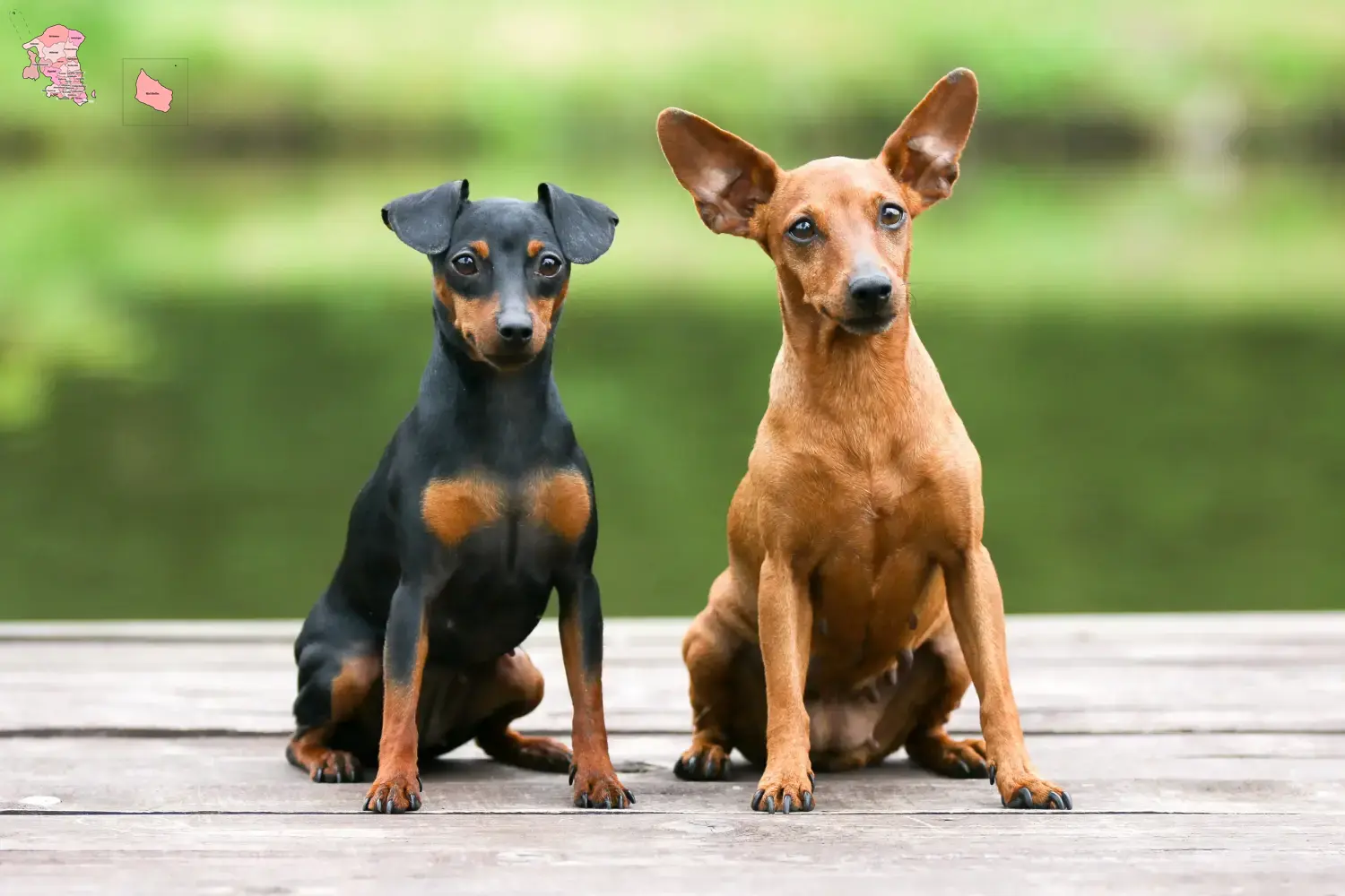 Zwergpinscher Welpen und Züchter Hovedstaden Hier findest Du Zwergpinscher Züchter in Hovedstaden.