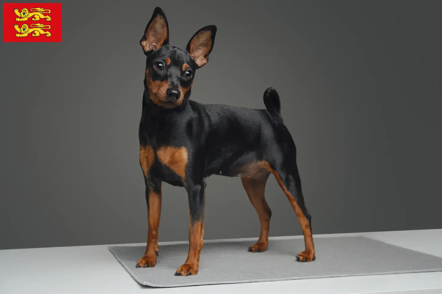 Zwergpinscher Welpen und Züchter Normandie Hier findest Du Zwergpinscher Züchter in der Normandie.