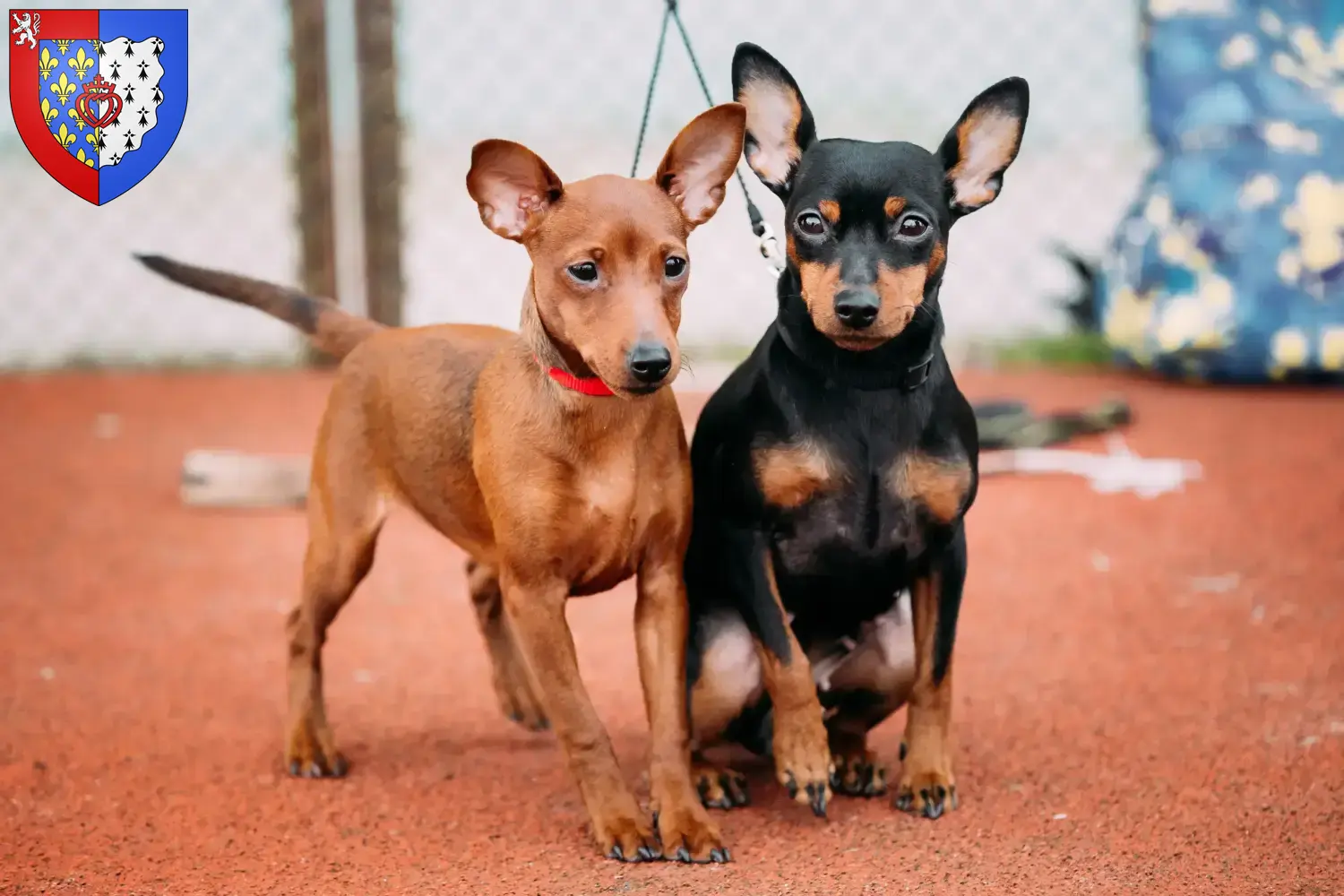 Zwergpinscher Welpen und Züchter Pays de la Loire Hier findest Du Zwergpinscher Züchter in Pays de la Loire.