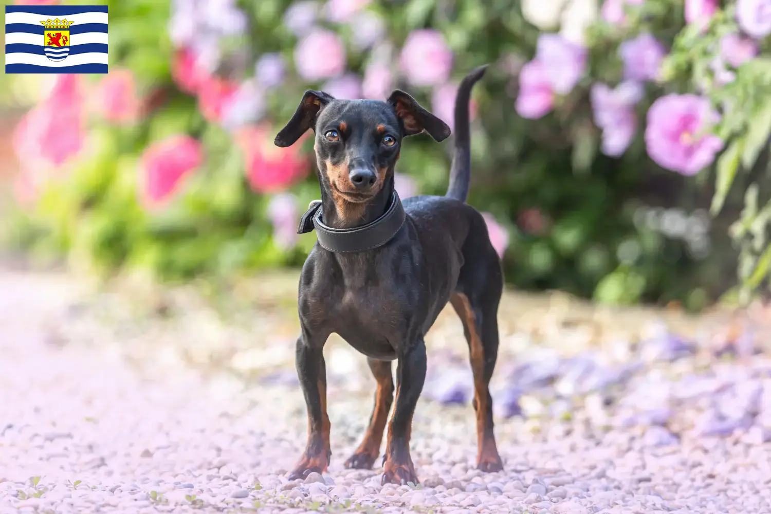 Zwergpinscher Welpen und Züchter Zeeland Hier findest Du Zwergpinscher Züchter in Zeeland.