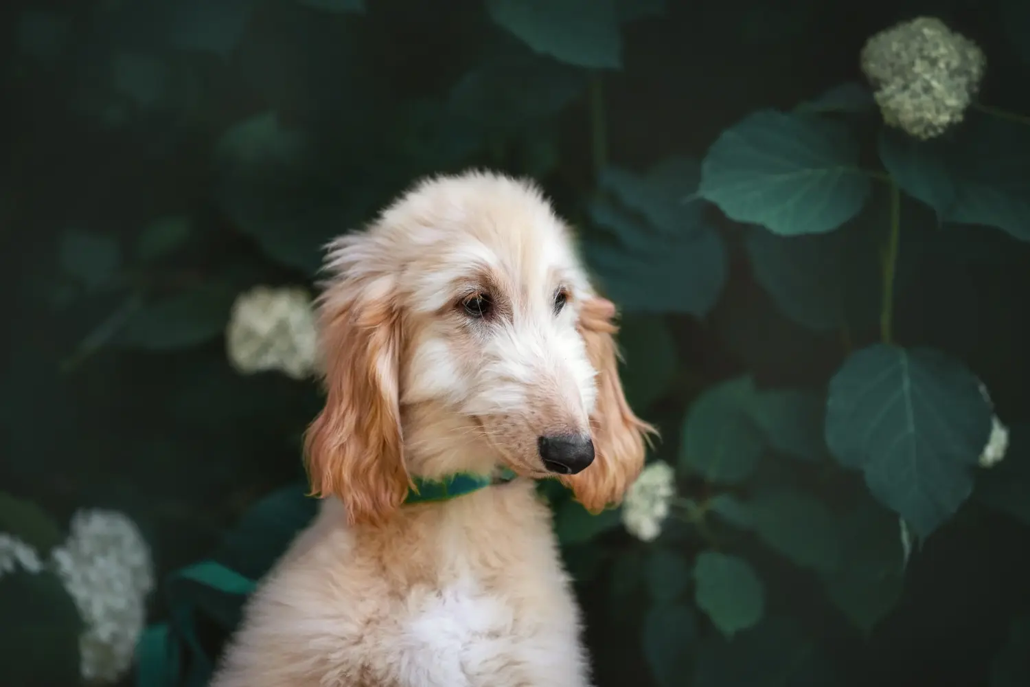 Einen Afghanischen Windhund Welpen zu kaufen, bedeutet Verantwortung zu übernehmen! Afghanischer Windhund Welpen kaufen.