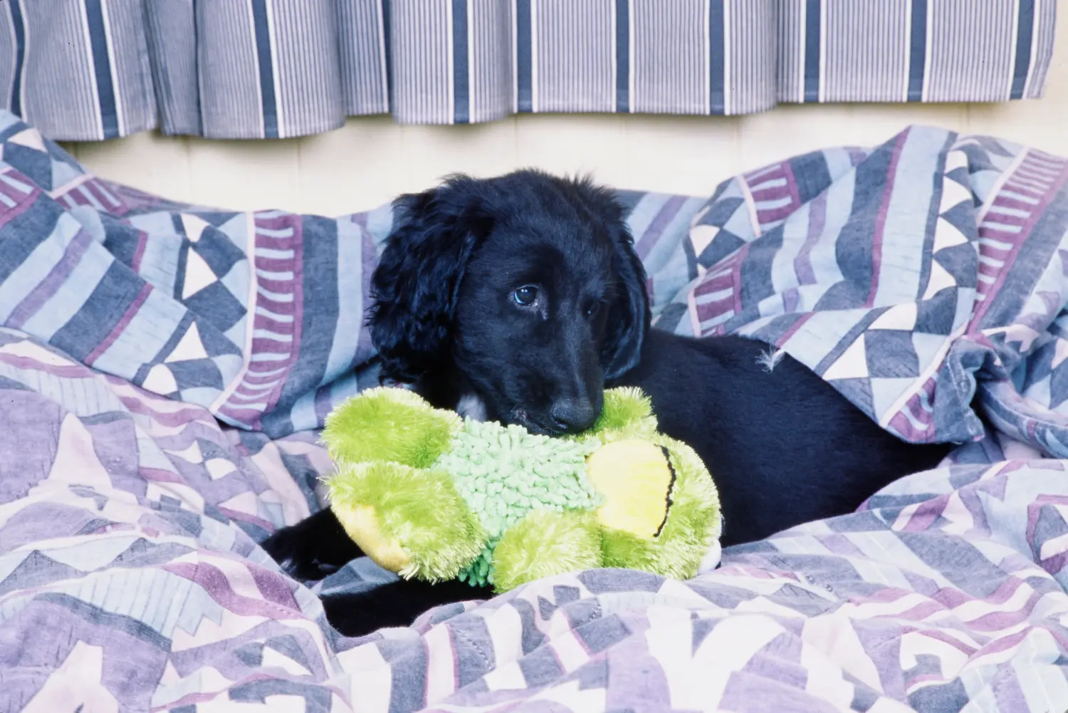 Einen Afghanischen Windhund Welpen zu kaufen, bedeutet Verantwortung zu übernehmen! Afghanischer Windhund Welpen kaufen.